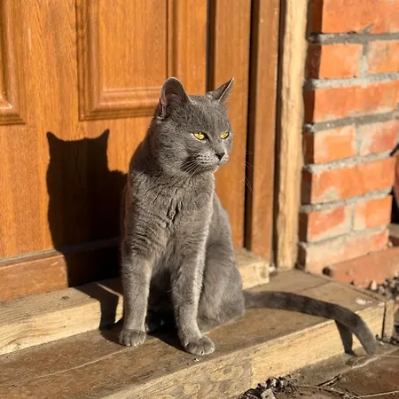 Beaver - Dabrova Koliba 別荘 ビイェリナ