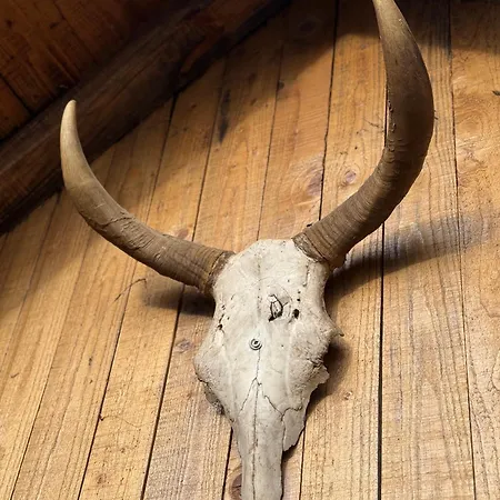 Beaver - Dabrova Koliba *