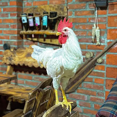 Beaver - Dabrova Koliba * Bijeljina