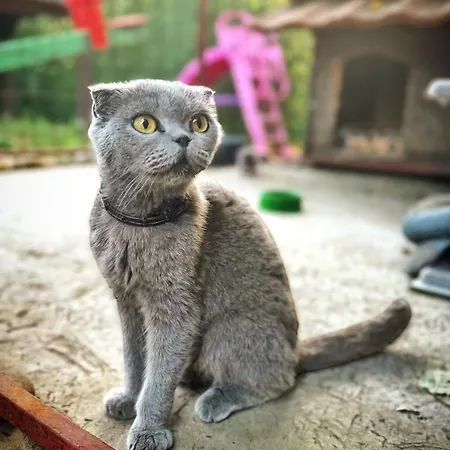 Beaver - Dabrova Koliba 別荘 *