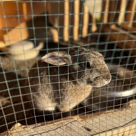 Beaver - Dabrova Koliba *