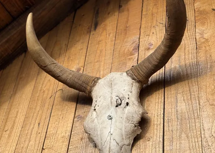 Beaver - Dabrova Koliba *