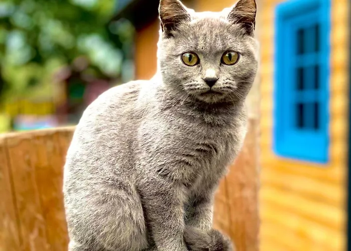 Ferienhaus Beaver - Dabrova Koliba *