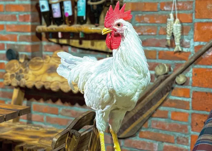 Beaver - Dabrova Koliba * Bijeljina