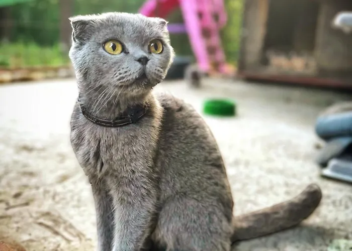 Beaver - Dabrova Koliba Ferienhaus *