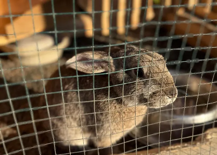 Beaver - Dabrova Koliba *