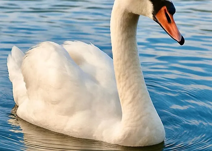 Beaver - Dabrova Koliba * Bijeljina