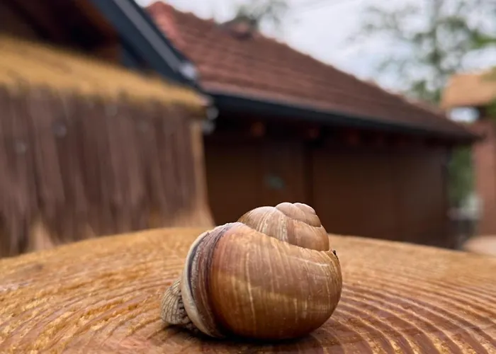 Beaver - Dabrova Koliba * Bijeljina
